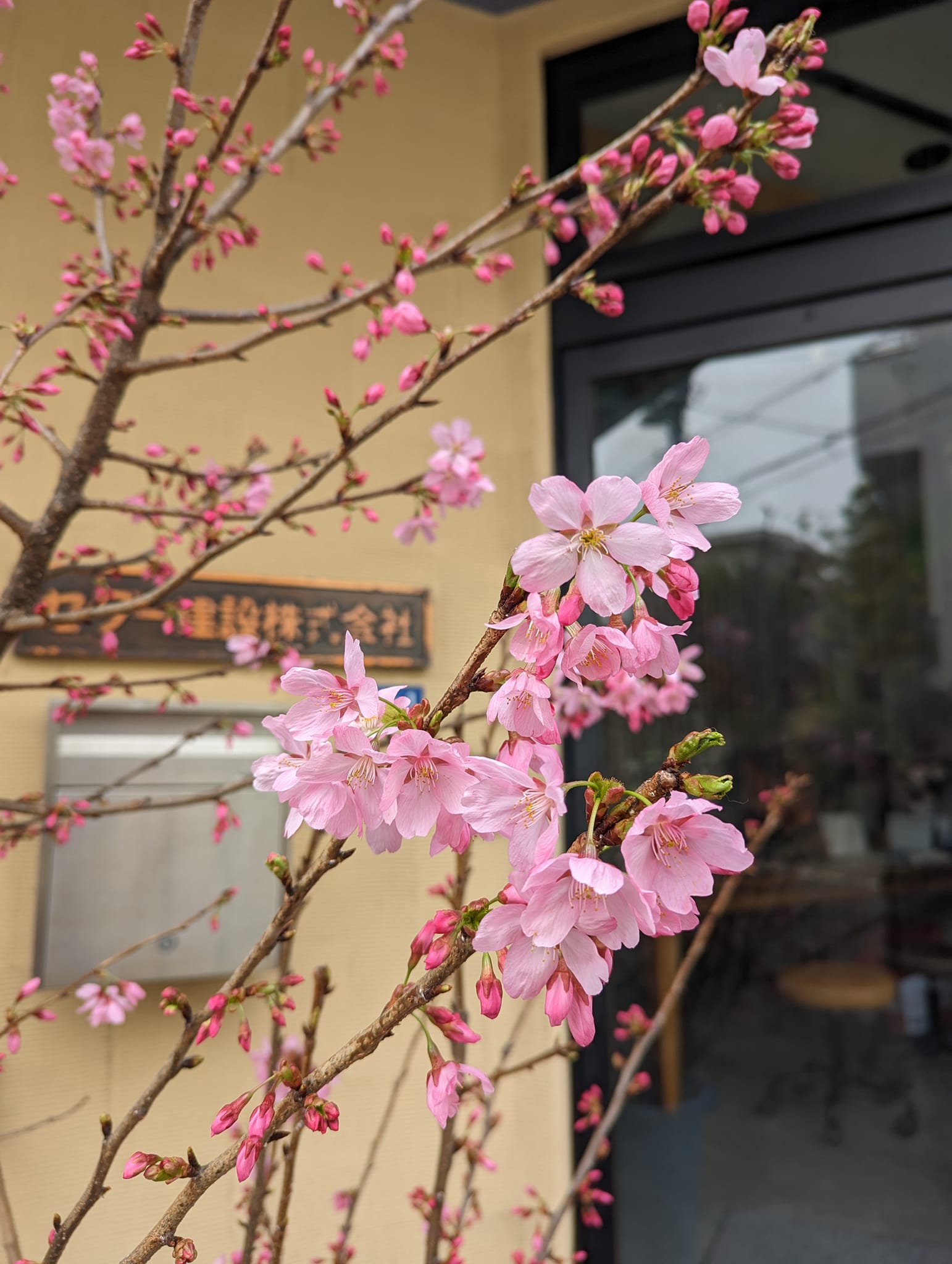 お客様宅の桜