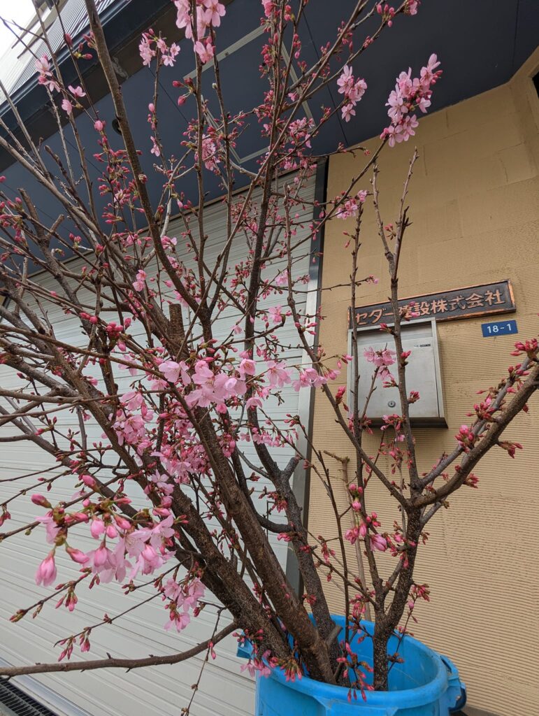 お客様宅の桜2